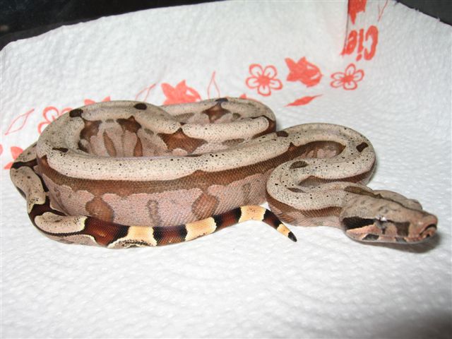Bolivian Amarali